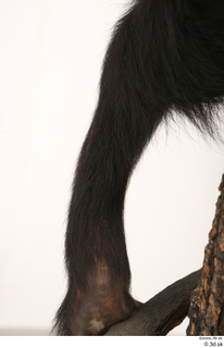 Chimpanzee Bonobo leg 0020.jpg